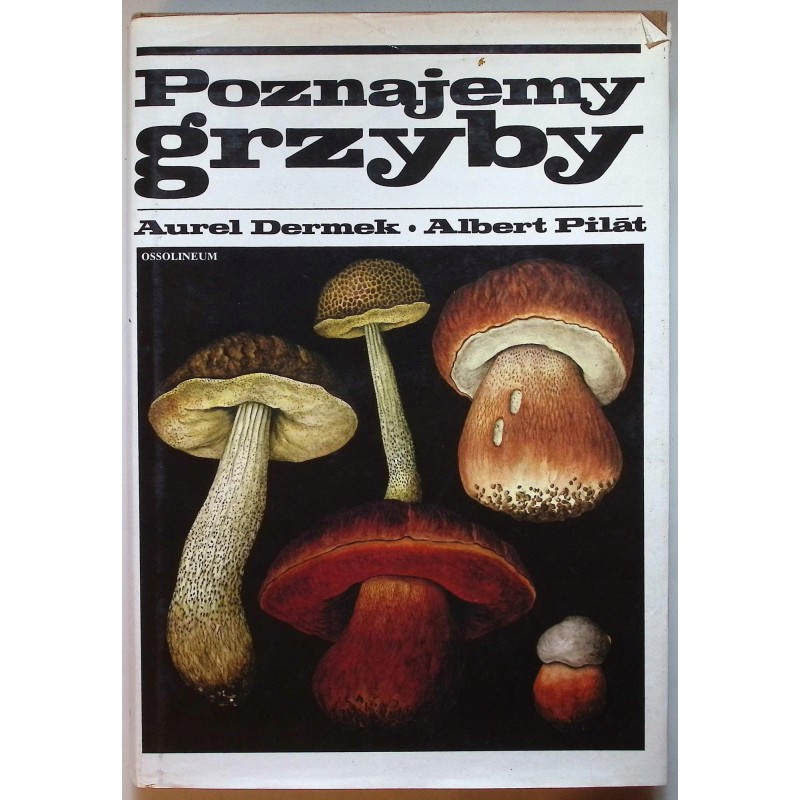 Poznajemy grzyby Dermek Pilat