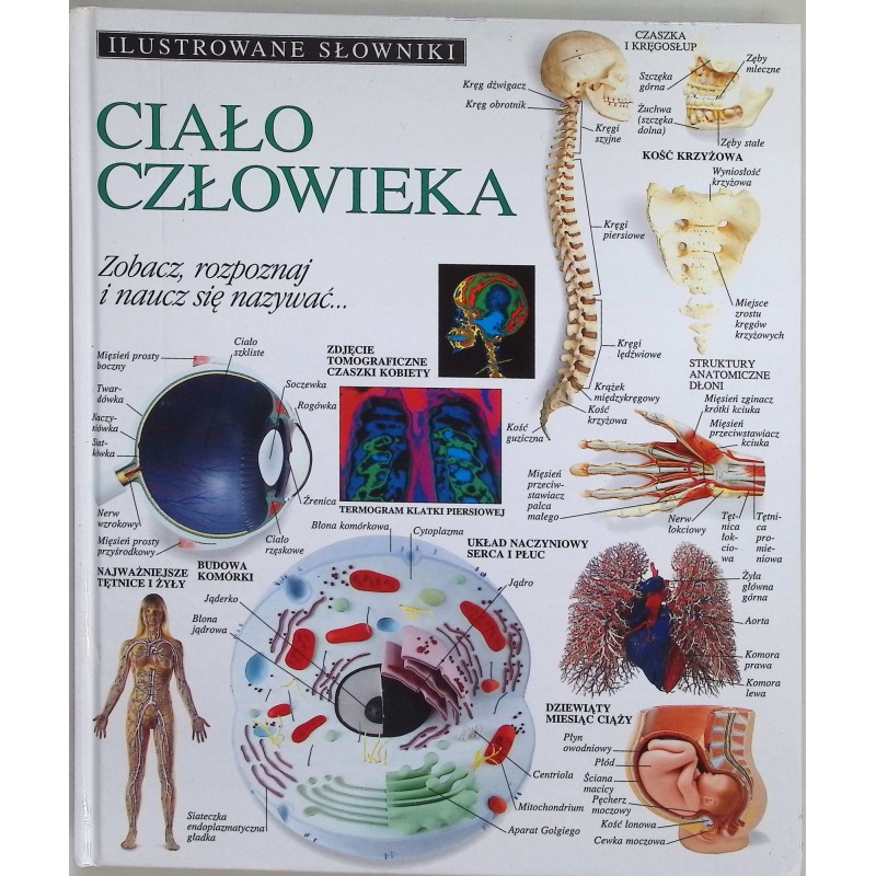 Ilustrowane słowniki ciało człowieka