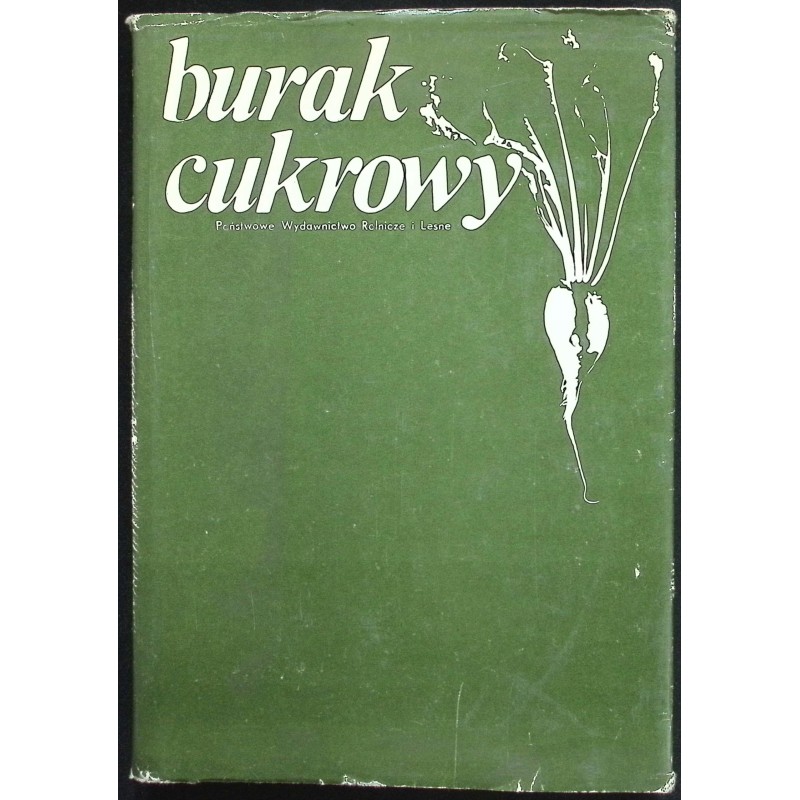 Burak cukrowy Antoni Filutowicz